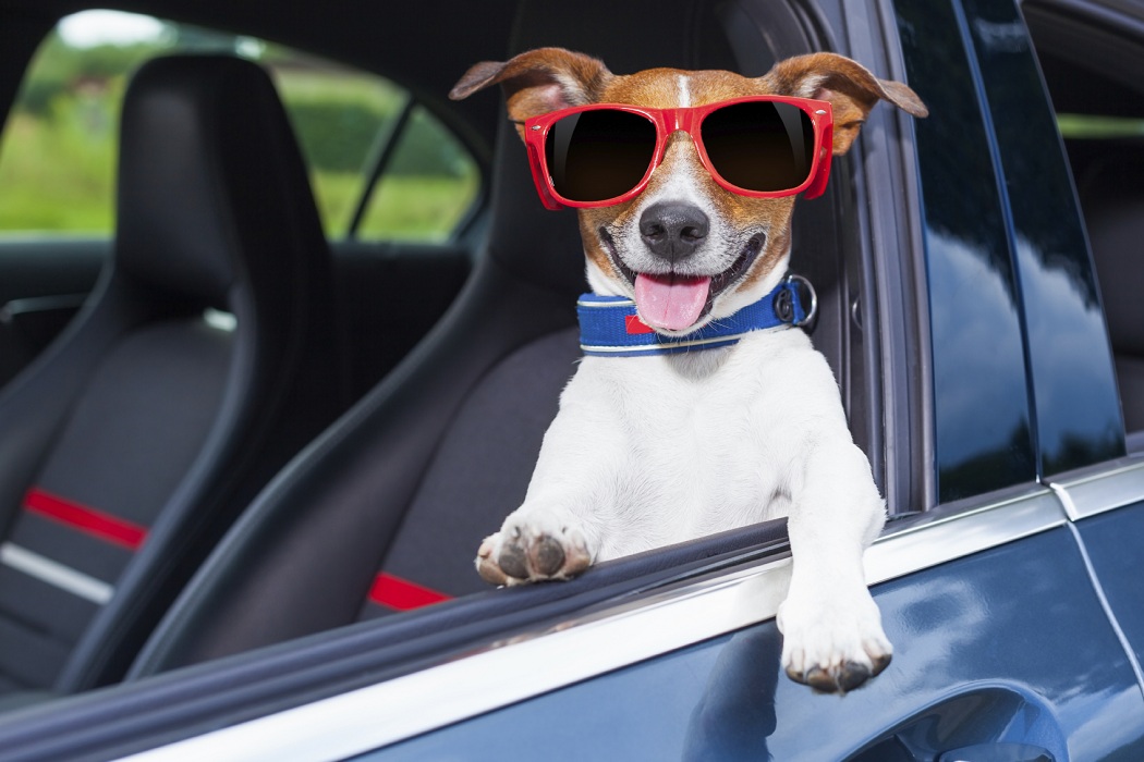 viajar com cachorro